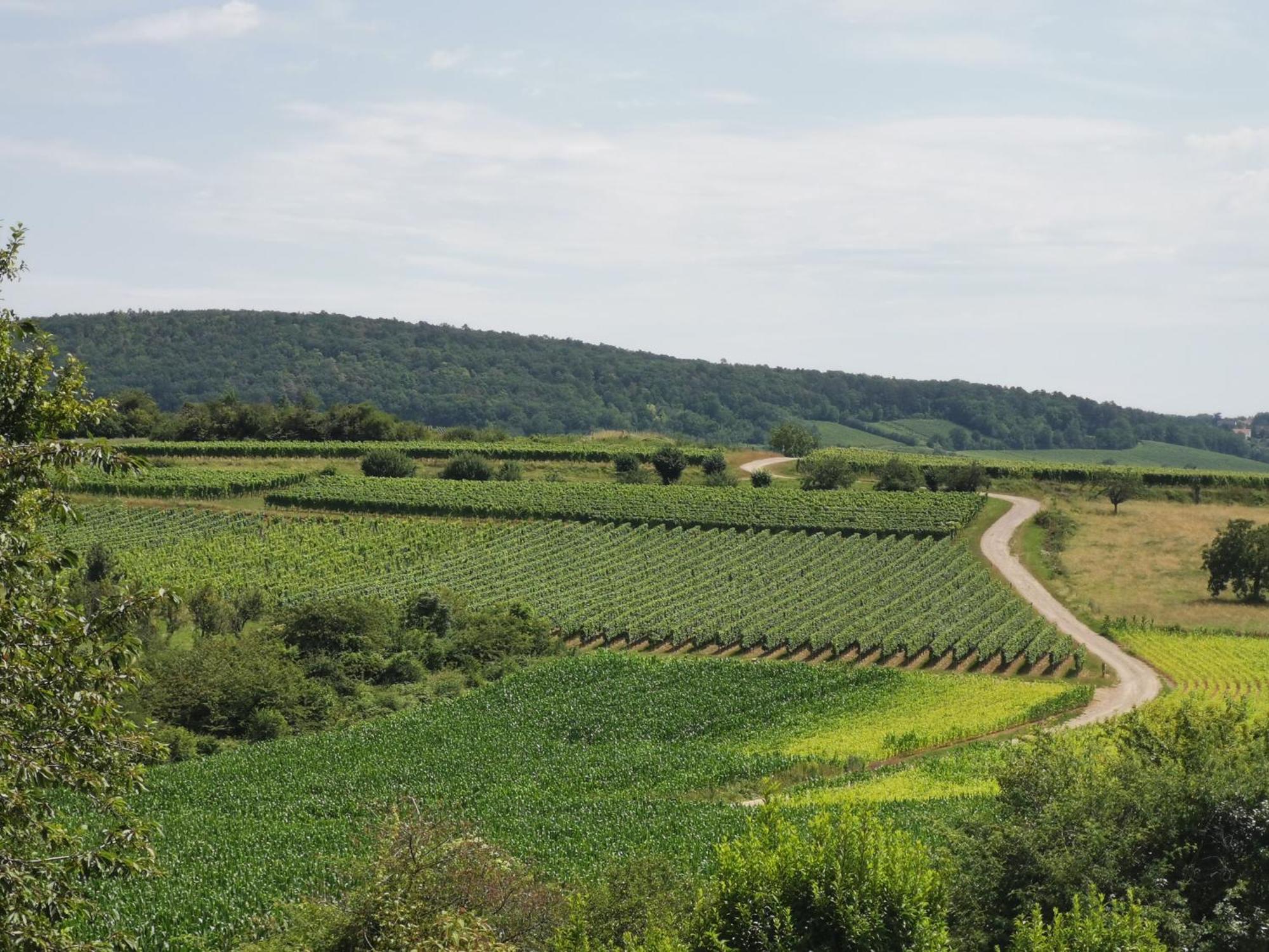 Studio Spacieux, Route Des Vins Rosheim Exterior foto